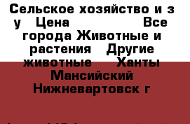 Сельское хозяйство и з/у › Цена ­ 2 500 000 - Все города Животные и растения » Другие животные   . Ханты-Мансийский,Нижневартовск г.